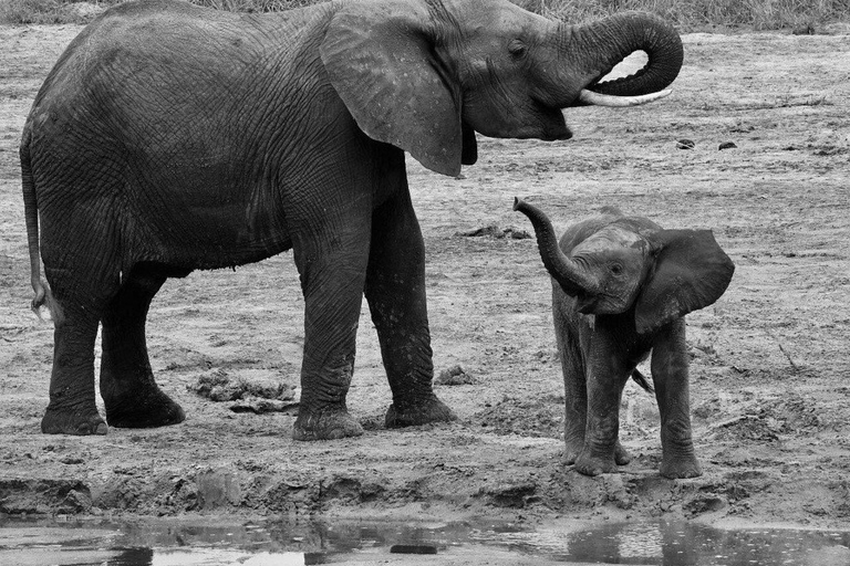 Safari de 4 días en Tanzania