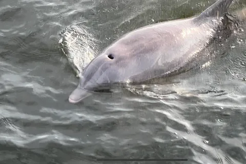 Privat Dolphin Sightseeing Tour för upp till 6 personer, Pensacola Bch