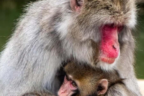 Quioto: tour familiar particular com guia, natureza e culturaKyoto: Tour particular para famílias com natureza e cultura