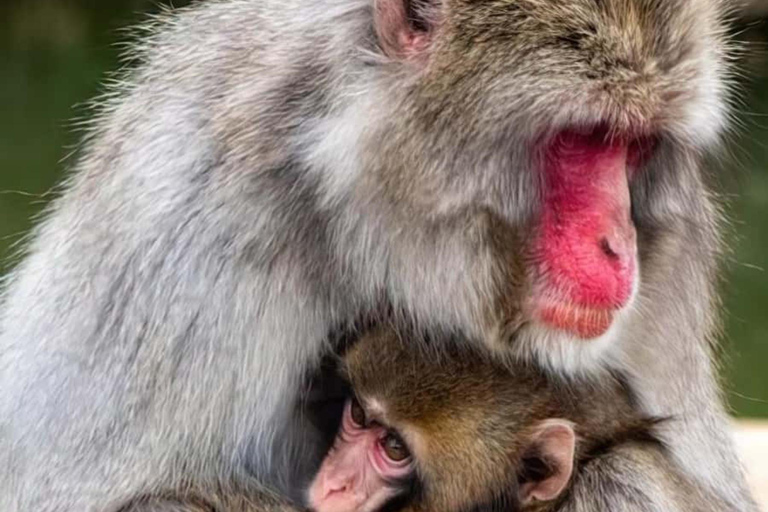 Quioto: tour familiar particular com guia, natureza e culturaKyoto: Tour particular para famílias com natureza e cultura