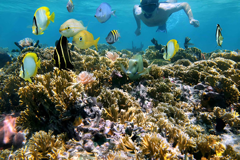 Snorkeling e mangrovie con pranzo nella spiaggia bianca di Baru Cartagena