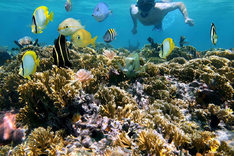 Plongée en apnée et mangroves avec déjeuner à la plage blanche de Baru Cartagena