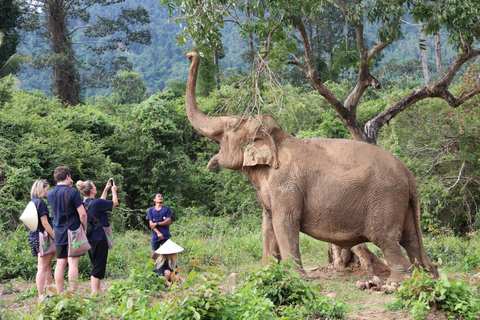 Koh Samui: Ethical Elephant Home Guided Tour with Transfers