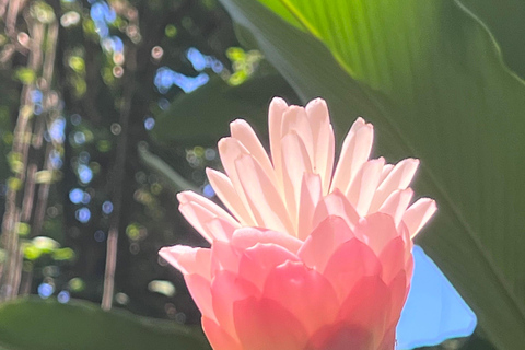 瀑布、巧克力之旅、雨林、皇家历史遗迹瀑布之旅、巧克力之旅、热带雨林、皇家历史之旅