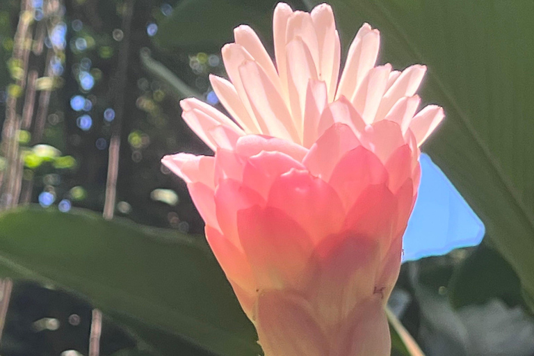 瀑布、巧克力之旅、雨林、皇家历史遗迹瀑布之旅、巧克力之旅、热带雨林、皇家历史之旅