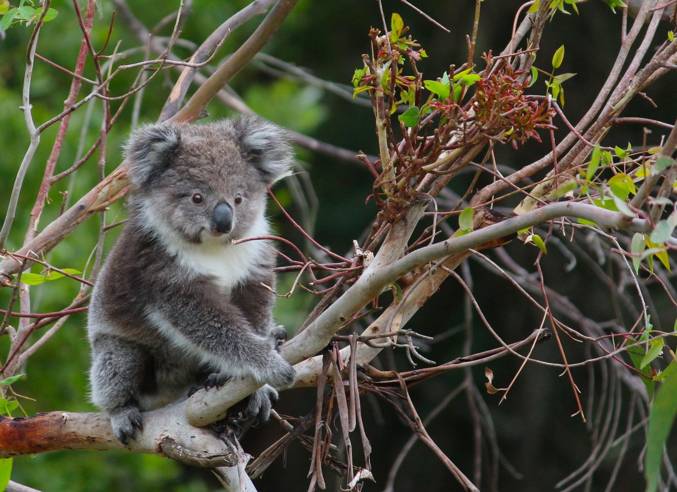 Apollo Bay: Dusk Discovery Great Ocean Road Wildlife Tour