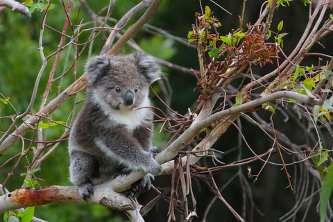 Apollo Bay: Dusk Discovery Great Ocean Road Wildlife Tour