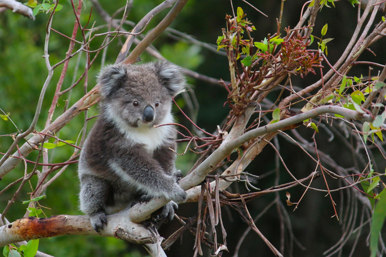 Apollo Bay: Dusk Discovery Great Ocean Road Wildlife Tour
