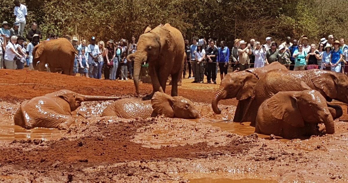 Nairobi David Sheldrick Elephant Trust Half Day Tour Getyourguide