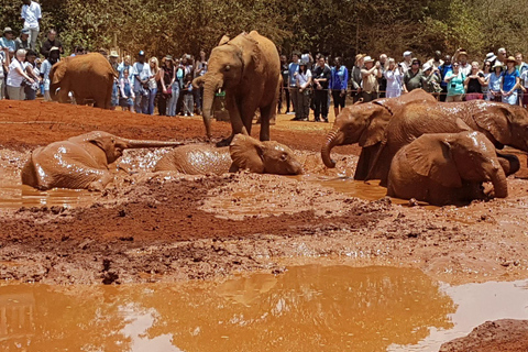 Von Nairobi aus: David Sheldrick Elephant Orphanage Tour