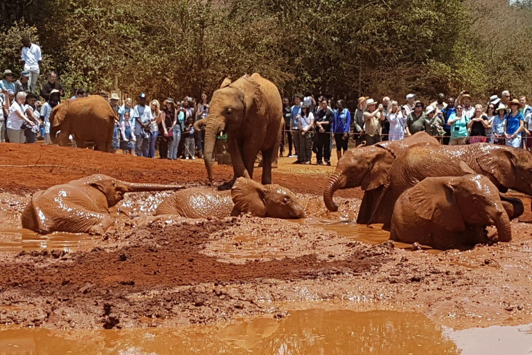 Vanuit Nairobi: David Sheldrick Olifantenweeshuis Tour