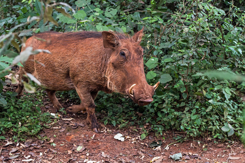 Parque Nacional de Nairóbi, excursão ao Centro de Bebês Elefantes e GirafasTaxas de entrada não incluídas