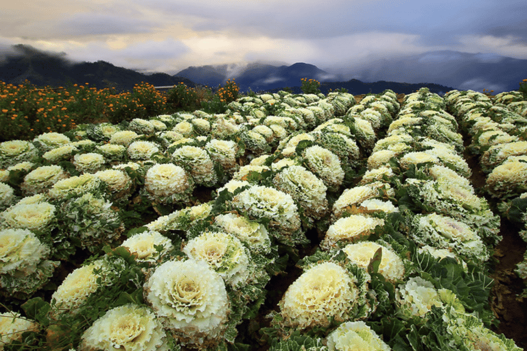 Baguio Atok Flower Blossoms (Private Tour)