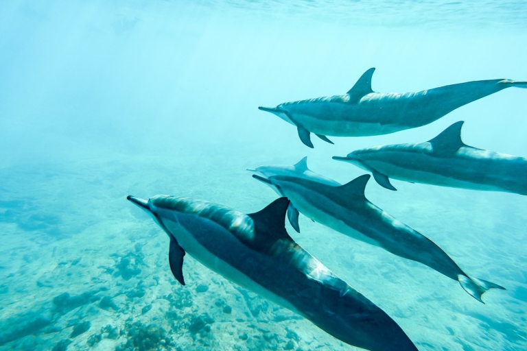Oahu: viaje ecológico de esnórquel con delfines a Oahu oesteTour de esnórquel con punto de encuentro