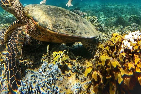 Gili Air: Privat snorkling på 4 platser med GoPro-kamera