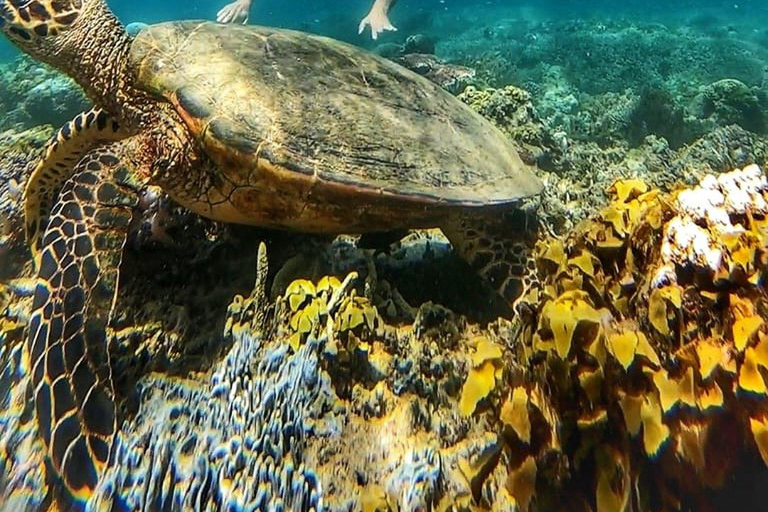 Gili Air: Prywatny snorkeling w 4 miejscach z kamerą GoPro