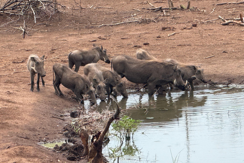 Chobe Overnight Trip (nocna przejażdżka, spacer po wiosce, kemping)