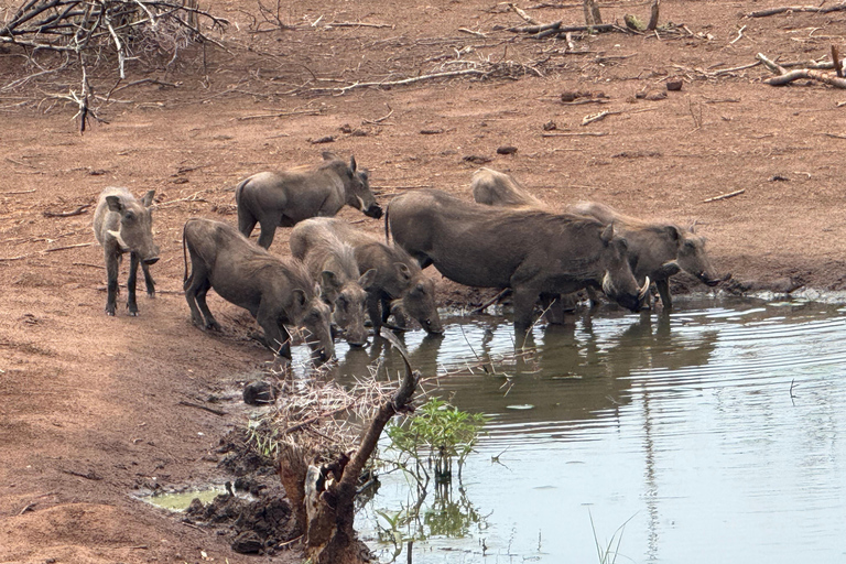 Chobe Overnight Trip (nocna przejażdżka, spacer po wiosce, kemping)