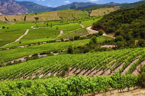 VIÑA CONCHA Y TORO - TOUR : CHILE