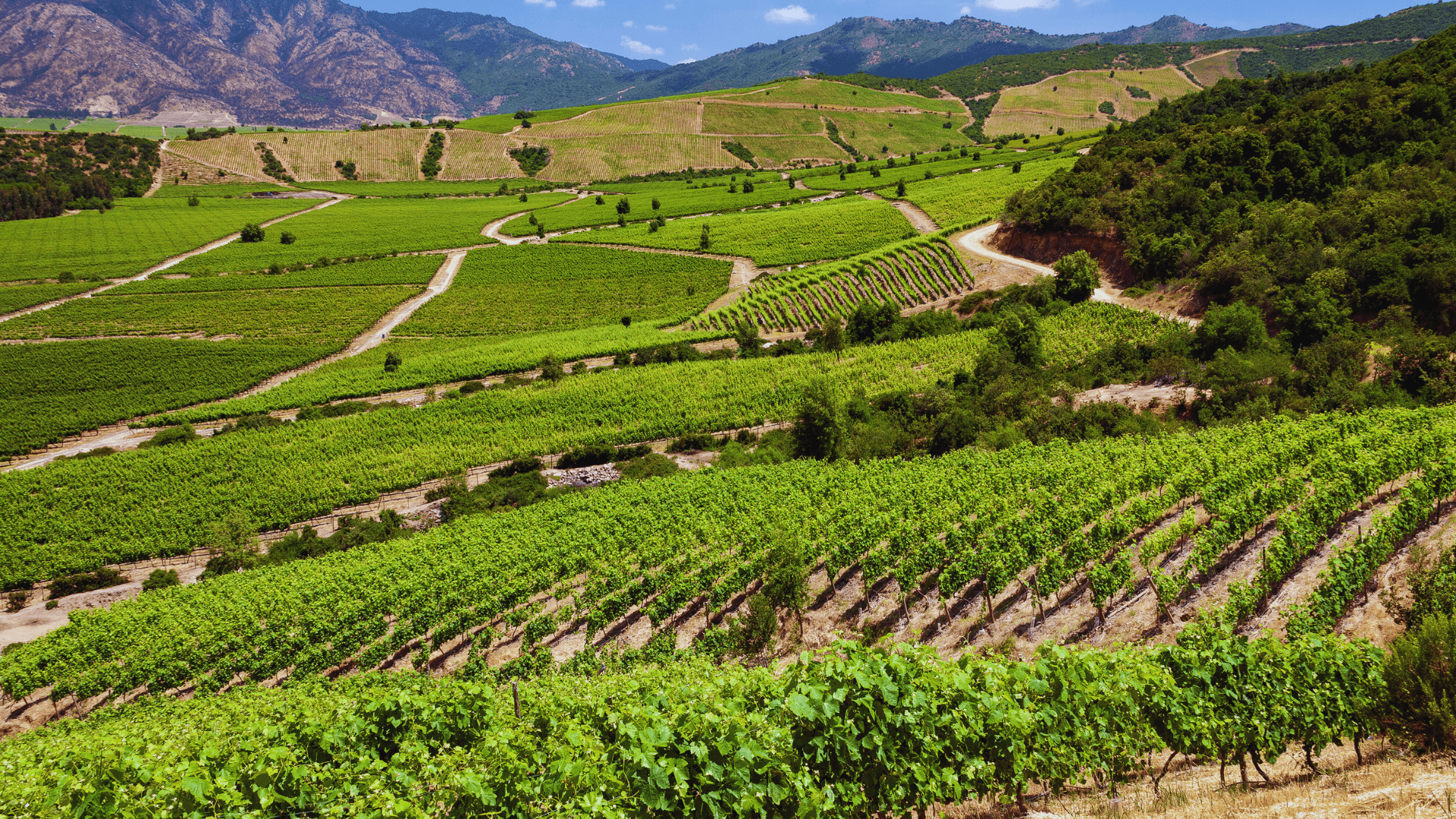 VIÑA CONCHA Y TORO - TOUR : CHILE