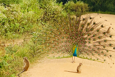Sri Lanka: 10-Day Private Guided Tour with Airport Pickup