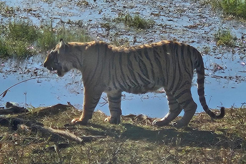 8-Day Golden Triangle Tour With Ranthambore & Jhalana Safari Tour With 3-Star Hotel Recommendation