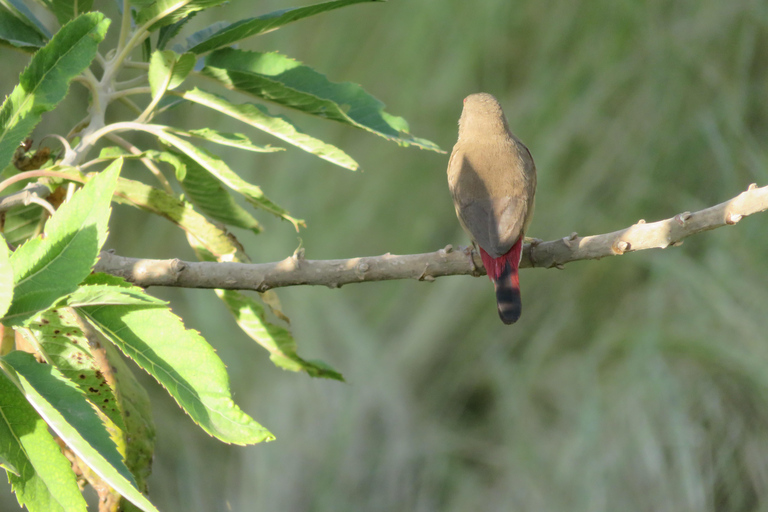 Addis Ababa: 8-Day Bale Mountains Birdwatching Tour