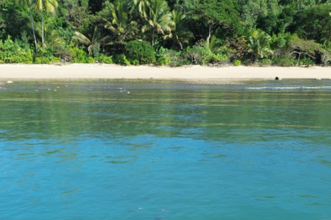 Port Douglas: Cape Tribulation Private Rainforest Tour
