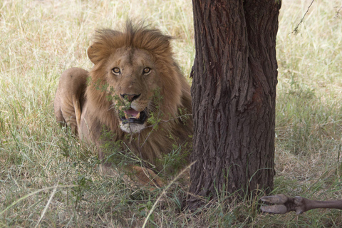 Tanzania: 9-dagars safari med bästa boende