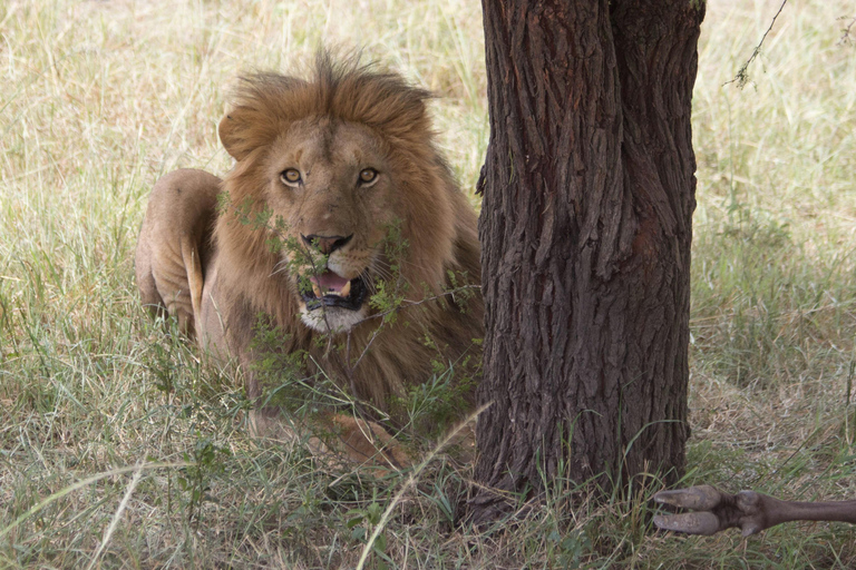 Tanzania: 9-dagars safari med bästa boende