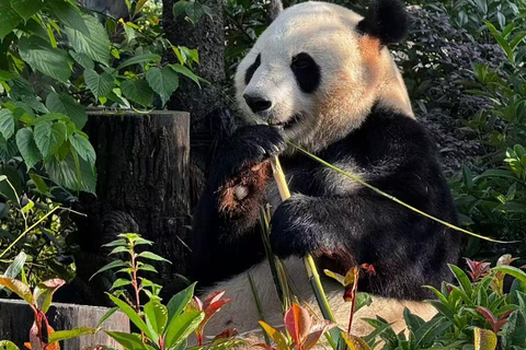 Chengdu: Dujiangyan Panda Valley Entry Ticket Dujiangyan: Panda Valley Official Entry Ticket