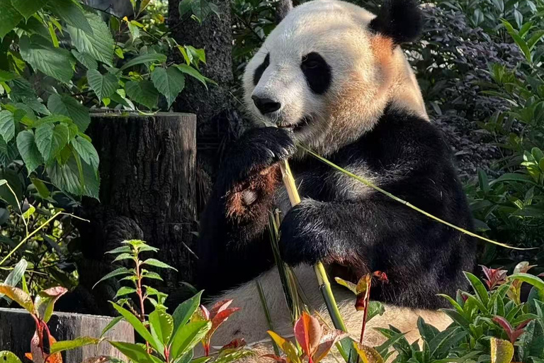 Chengdu: Dujiangyan Panda Valley Entry Ticket Dujiangyan: Panda Valley Official Entry Ticket