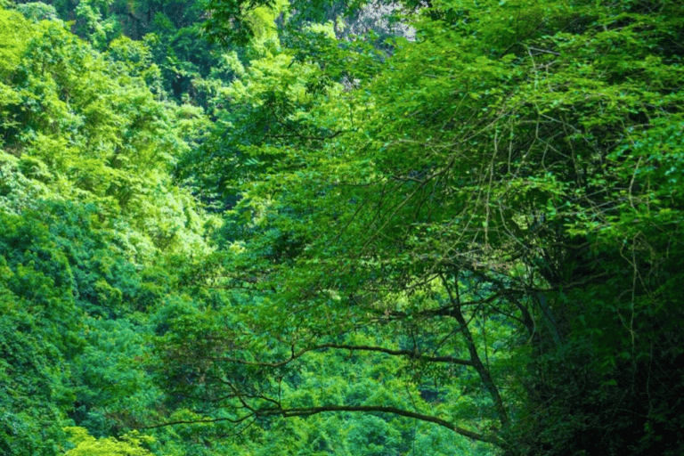 Zhangjiajie Glass Bridge | Grand Canyon Tickets & Route Map Package D: Package B + Bungee Jumping