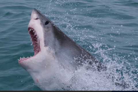 Cape Town to Hermanus Whale Watching Day Tour