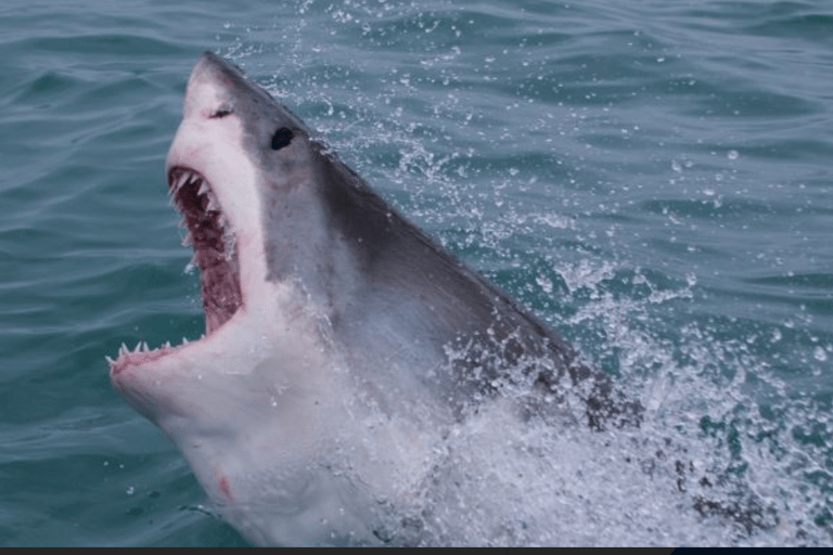 Cape Town to Hermanus Whale Watching Day Tour