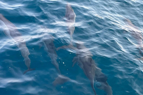 Mirissa: Whale & Dolphin Watching Boat Tour with Pickup Include Government Tax Fee