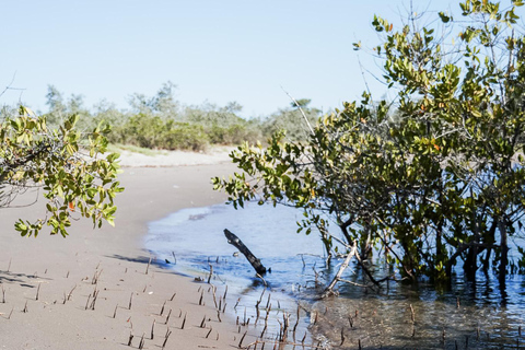 Sea Kayak Tour - Mangrove Safari