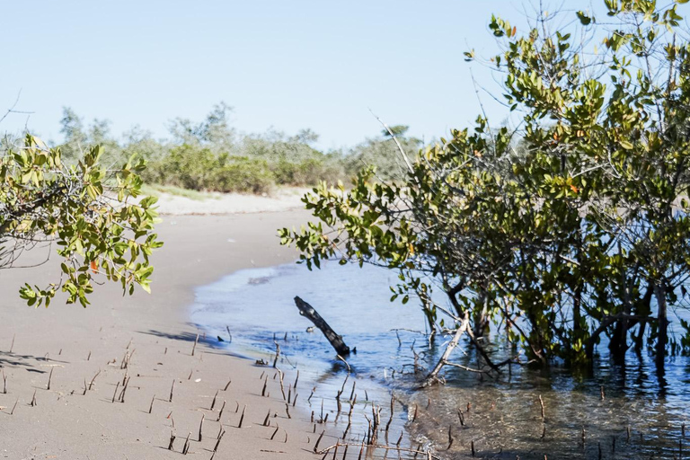Sea Kayak Tour - Mangrove Safari