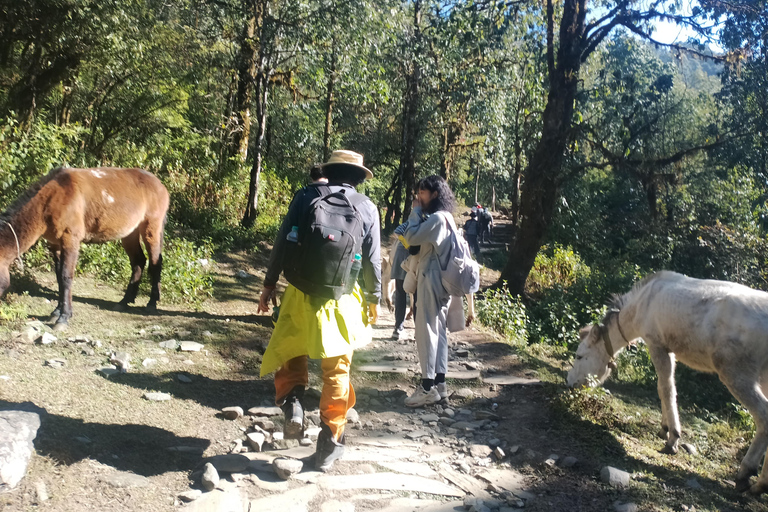 波塔纳与澳大利亚营地短途徒步（从博卡拉出发）短途徒步：从博卡拉出发前往波塔纳与澳大利亚营地