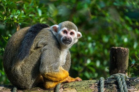 Puerto Plata: Monkey Home Encounter Adventure
