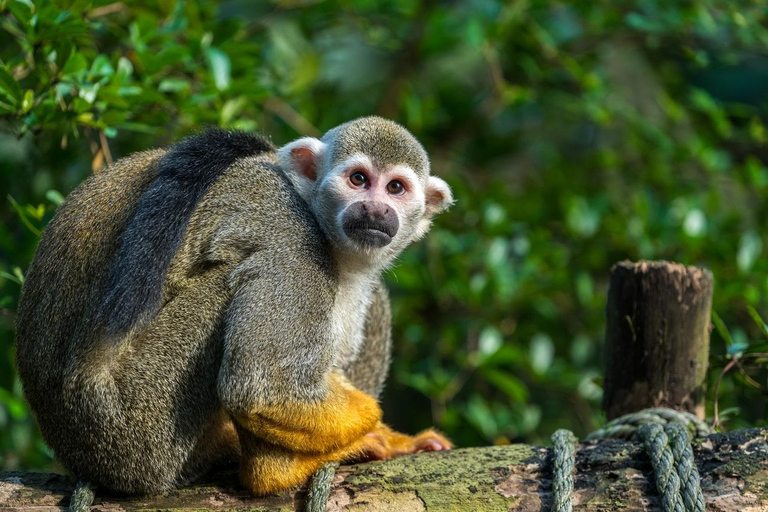 Puerto Plata: Monkey Home Encounter Adventure