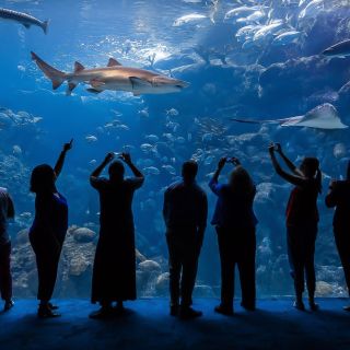 Tampa: The Florida Aquarium Skip-the-Line Entrance