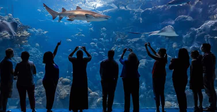 Tampa: Acuario de la Florida sin colas