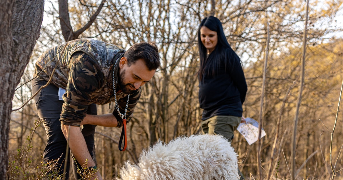 Langhe Sunset Truffle Hunting with Tasting & Wine GetYourGuide