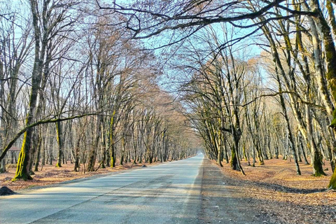 8-Day Special Azerbaijan - Gabala, Sheki and Baku Tour