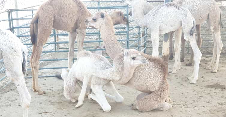 Bahrain Half-Day Desert Tour photo 3