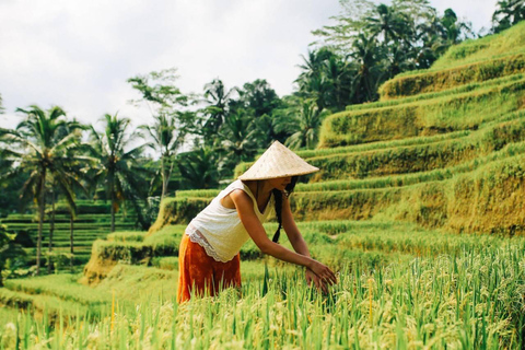 Bali Shore Excursion: Ubud, Rice Terraces & Waterfall