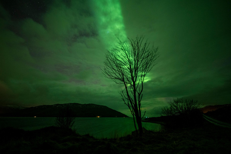 Tromsø: Safari guiado pela aurora boreal em miniautocarro Sprinter