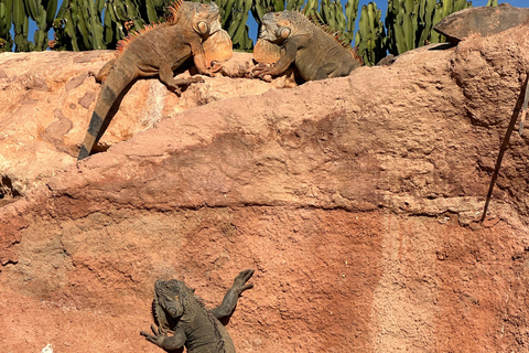 Agadir: Goats on Trees & Crocoparc Tour Goats on Trees & Crocoparc – Entry Ticket Included