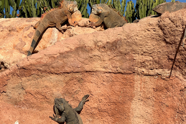 Agadir: Goats on Trees & Crocoparc Tour Goats on Trees & Crocoparc – Entry Ticket Included